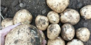 80일 된 감자 캐기, 감자 보관 방법, 감자 수확 후 심을 수 있는 작물